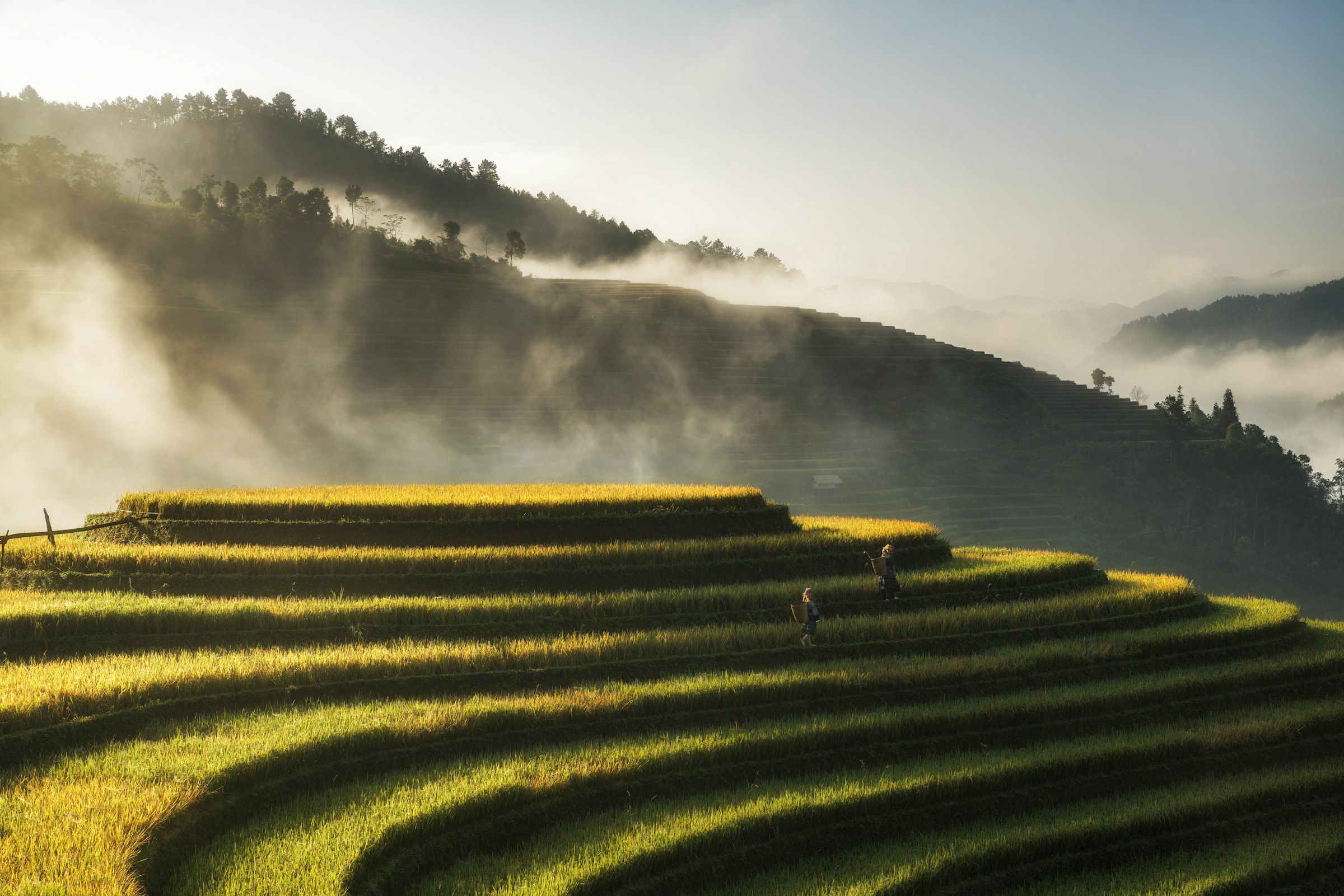 Two people walking through golden rice terraces at dawn in Mù Cang Chải, Vietnam